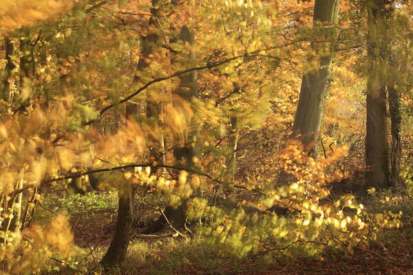 autumn sunlight Picture Board by Simon Johnson