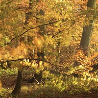 Buy canvas prints of autumn sunlight by Simon Johnson