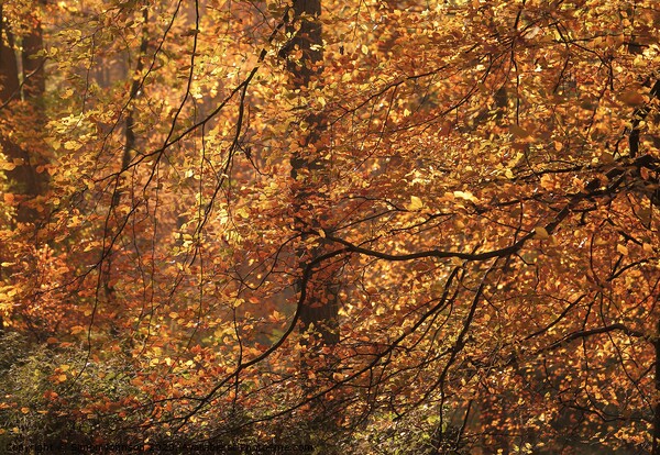 Sunlit Beech woodland Picture Board by Simon Johnson