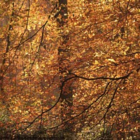 Buy canvas prints of Sunlit Beech woodland by Simon Johnson