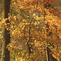 Buy canvas prints of Beech  tree sun, wind and autumnal  by Simon Johnson