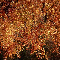 Buy canvas prints of Autumn Goldolds by Simon Johnson