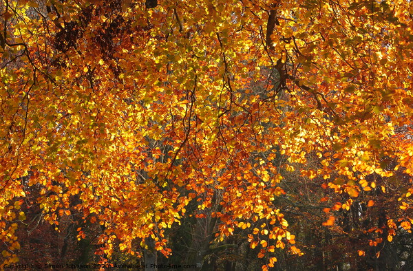 Sunlit Autumn Beech leaves Picture Board by Simon Johnson