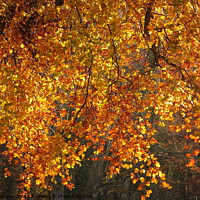 Buy canvas prints of Sunlit Autumn Beech leaves by Simon Johnson