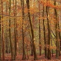 Buy canvas prints of  Trees and leaves  by Simon Johnson