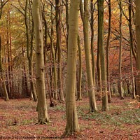 Buy canvas prints of Auitumn Woodland by Simon Johnson