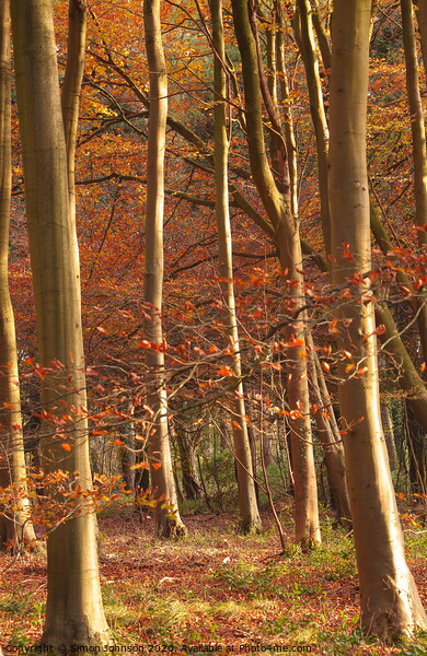  Beech Woodland Picture Board by Simon Johnson