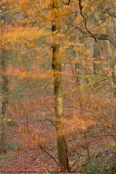 Impressionist image of  Autumn Woodland Picture Board by Simon Johnson