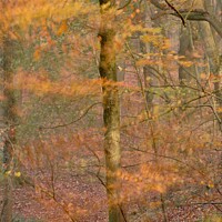Buy canvas prints of Impressionist image of  Autumn Woodland by Simon Johnson