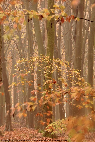 Autumn Mist and Woodland Picture Board by Simon Johnson