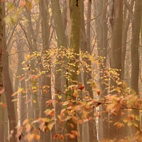 Buy canvas prints of Autumn Mist and Woodland by Simon Johnson