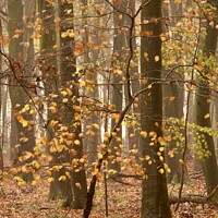 Buy canvas prints of Beech Tree autumn by Simon Johnson