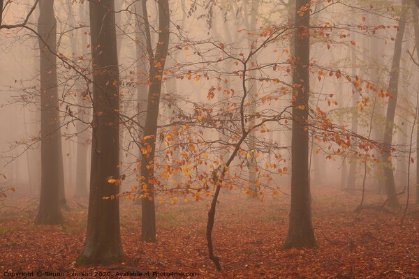 Autumn Beech Tree Picture Board by Simon Johnson