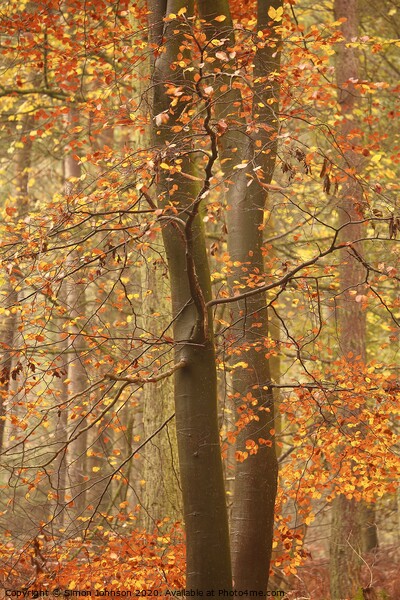 Autumnal Beech Woodland Picture Board by Simon Johnson