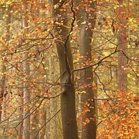Buy canvas prints of Autumnal Beech Woodland by Simon Johnson