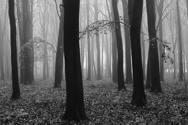  Misty woodland Picture Board by Simon Johnson