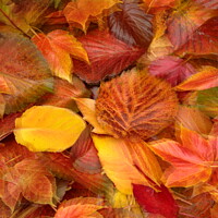 Buy canvas prints of Autumn leaf Collage by Simon Johnson