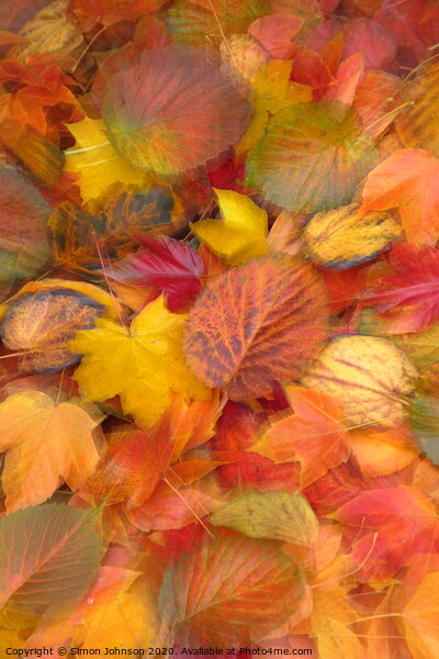 Leaf Collaghe with artistic blur Picture Board by Simon Johnson
