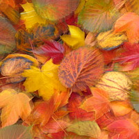 Buy canvas prints of Leaf Collaghe with artistic blur by Simon Johnson