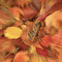 Buy canvas prints of leaf collage by Simon Johnson