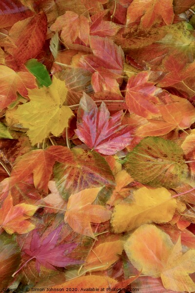 Autumn collage with creative blur Picture Board by Simon Johnson