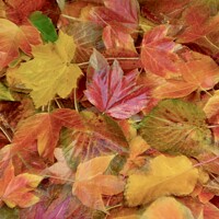 Buy canvas prints of Autumn collage with creative blur by Simon Johnson
