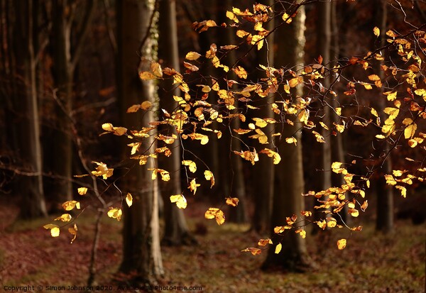 Sunlit beech leaves Snowshill woods Cotswolds  Picture Board by Simon Johnson