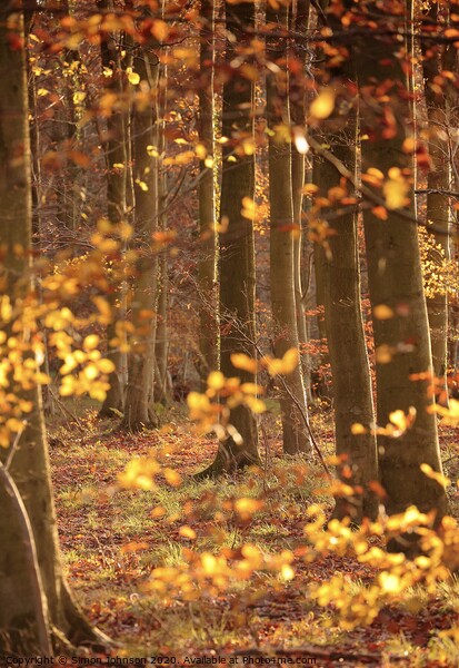 Autumn Woodland Picture Board by Simon Johnson