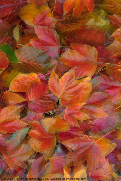 Autumn leaf Collage with artistic blur Picture Board by Simon Johnson