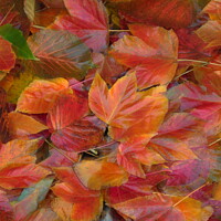 Buy canvas prints of Autumn leaf Collage with artistic blur by Simon Johnson
