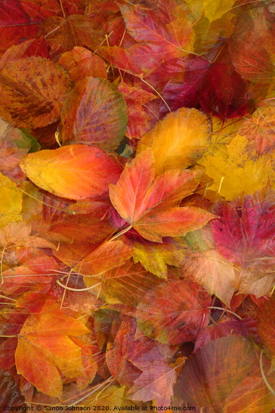 Autumn leaves Picture Board by Simon Johnson