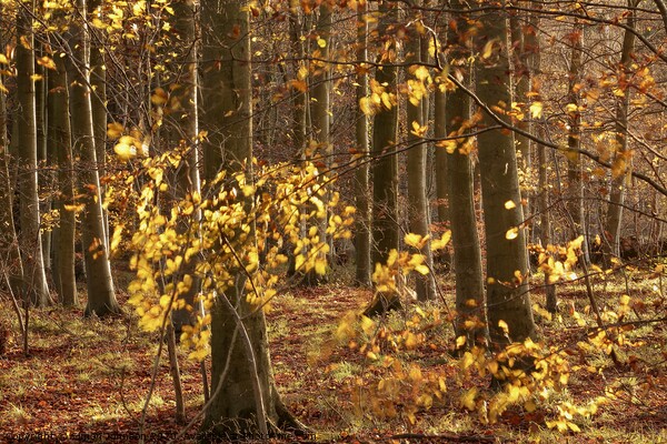 Morning sunlight autumn woodland Picture Board by Simon Johnson