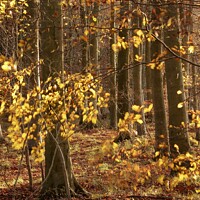 Buy canvas prints of Morning sunlight autumn woodland by Simon Johnson