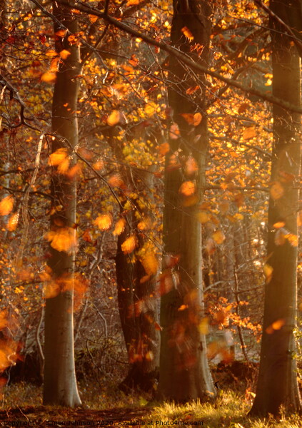 Sunlit  autumn morning Picture Board by Simon Johnson