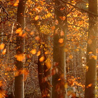 Buy canvas prints of Sunlit  autumn morning by Simon Johnson