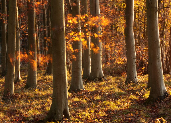 Autumn Beechwood  Picture Board by Simon Johnson