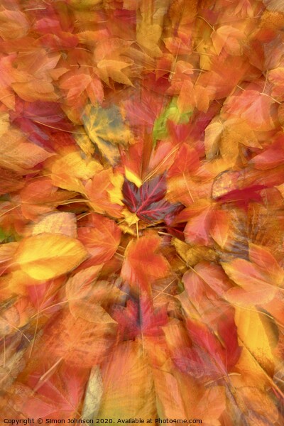 Autumn leaf collage Picture Board by Simon Johnson