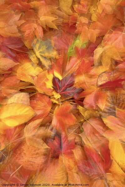 Autumn leaf collage Picture Board by Simon Johnson