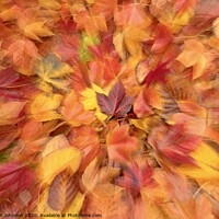 Buy canvas prints of Autumn collage by Simon Johnson
