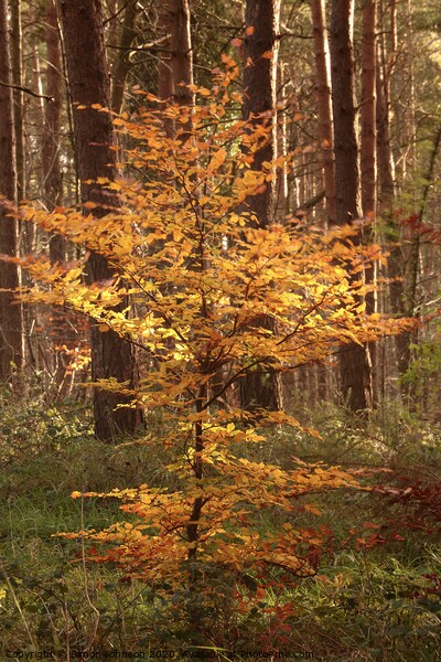Sunlit autumn beech tree Picture Board by Simon Johnson