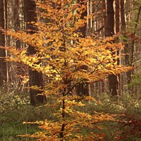 Buy canvas prints of Sunlit autumn beech tree by Simon Johnson