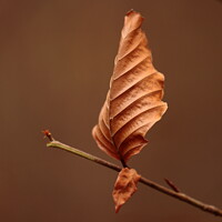 Buy canvas prints of Last leaf standing by Simon Johnson