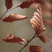 Buy canvas prints of Beech Leaves by Simon Johnson