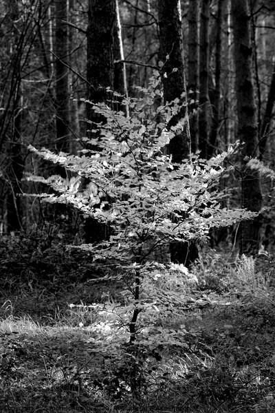 Sunlit Beech tree Monochrome  Picture Board by Simon Johnson