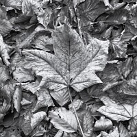 Buy canvas prints of Leaf collage by Simon Johnson