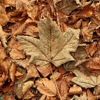 Buy canvas prints of Leaf collage with maple leaf by Simon Johnson