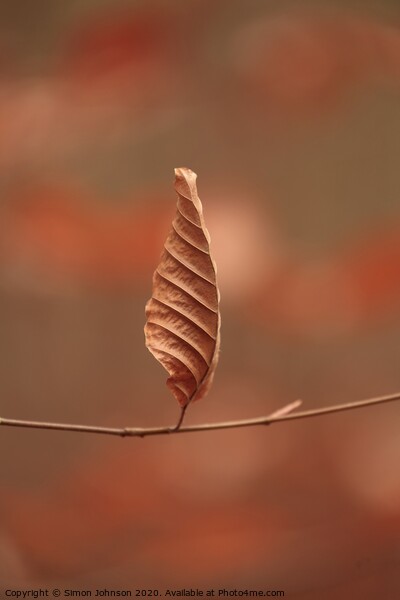 Beech leaf standing tgo attention Picture Board by Simon Johnson