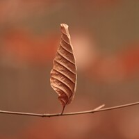 Buy canvas prints of Beech leaf standing tgo attention by Simon Johnson