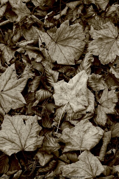 Maple and beech leaves Picture Board by Simon Johnson