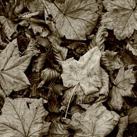 Buy canvas prints of Maple and beech leaves by Simon Johnson